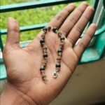 রুদ্রক্ষ ও কারংগালি ছোট দানার ব্রেসলেট - Image 2